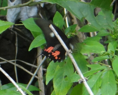 Heraclides torquatus