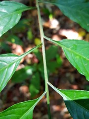 Pentagonia osapinnata