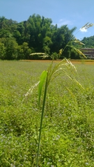 Sorghum arundinaceum