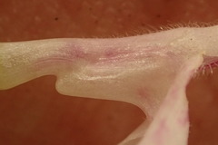 Stachys rigida rigida