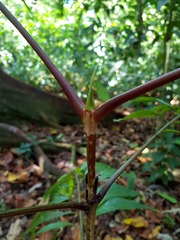 Pentagonia osapinnata