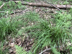 Carex debilis debilis