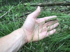 Carex debilis debilis