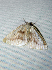 Lomographa glomeraria