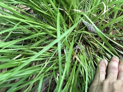 Carex debilis debilis