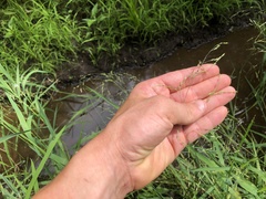 Torreyochloa pallida