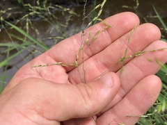 Torreyochloa pallida