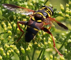 Meromacrus gloriosus