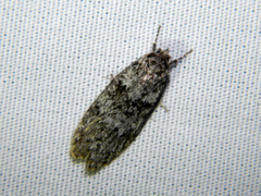 Semioscopis inornata