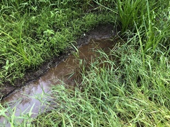 Torreyochloa pallida