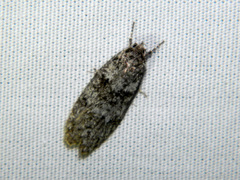 Semioscopis inornata