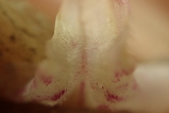 Stachys rigida rigida