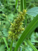 Awl-fruited Sedge - Photo (c) John D Reynolds, some rights reserved (CC BY-NC), uploaded by John D Reynolds