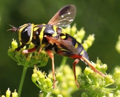 Meromacrus gloriosus