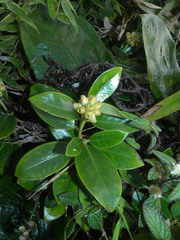Schradera exotica