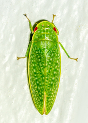 Rugosana querci