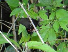 Heraclides torquatus