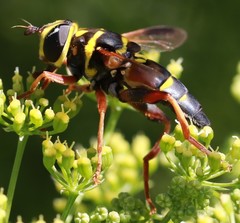 Meromacrus gloriosus