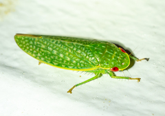 Rugosana querci