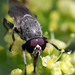 Pegleg Flies - Photo (c) Catherine C. Galley, some rights reserved (CC BY-NC), uploaded by Catherine C. Galley