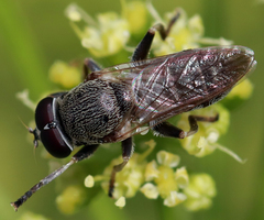 Myolepta aurinota
