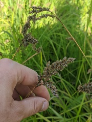 Carex cusickii