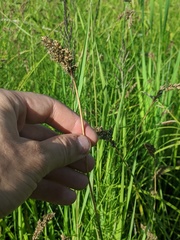 Carex cusickii