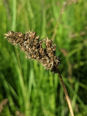Carex cusickii