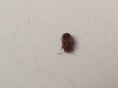 Stegobium