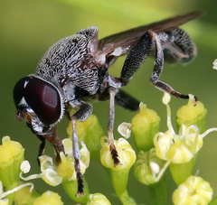 Myolepta aurinota