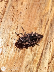 Chalcophora hondurasica