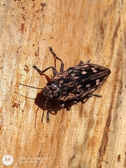 Chalcophora hondurasica