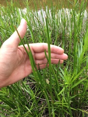 Eleocharis quadrangulata