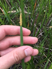Eleocharis quadrangulata