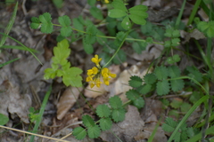 Hippocrepis comosa