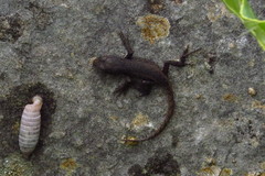 Sceloporus jalapae
