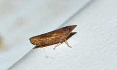 Scaphytopius latus