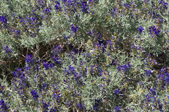 Psorothamnus fremontii