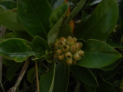 Schradera exotica