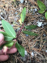 Chimaphila