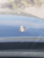 Chrysops coloradensis