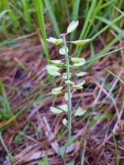 Noccaea caerulescens
