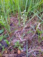 Noccaea caerulescens