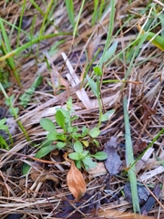 Noccaea caerulescens