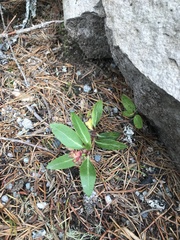 Chimaphila