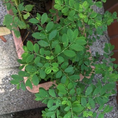 Phyllanthus tenellus