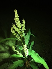 Rumex verticillatus