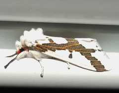 Euerythra phasma
