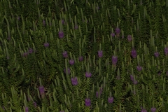 Pogostemon deccanensis