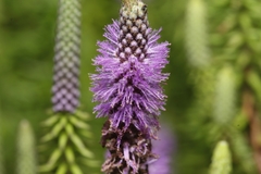 Pogostemon deccanensis